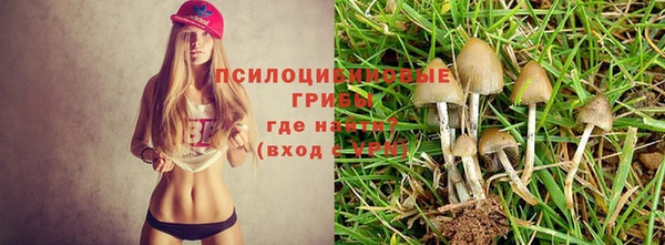 гашик Аркадак
